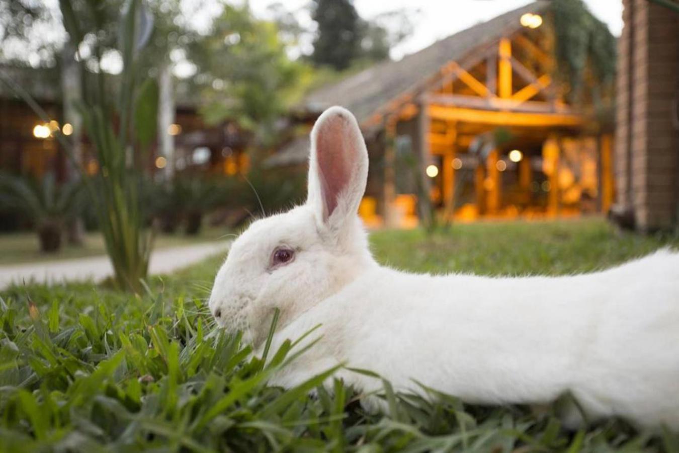 Páscoa com coelhos de verdade e muita diversão hotel 04 - Páscoa com coelhos de verdade e muita diversão
